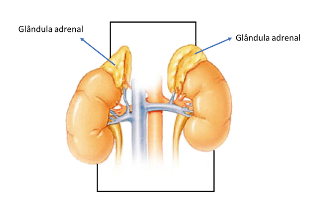 Insuficiência adrenal: tipos, fisiologia, fisiopatologia e mais! - Sanarmed