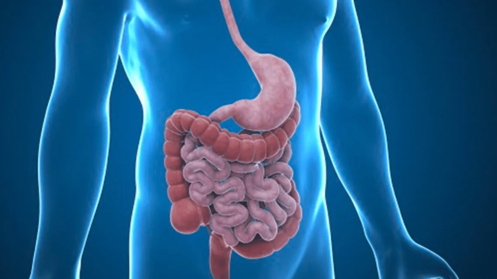 Doenças gastrointestinais: tipos, principais sintomas, diagnóstico e ...