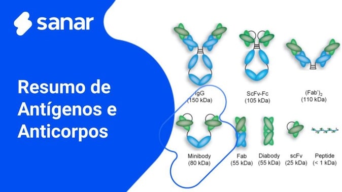 Diagrama De Reacao Antigeno Anticorpo PPT Interações